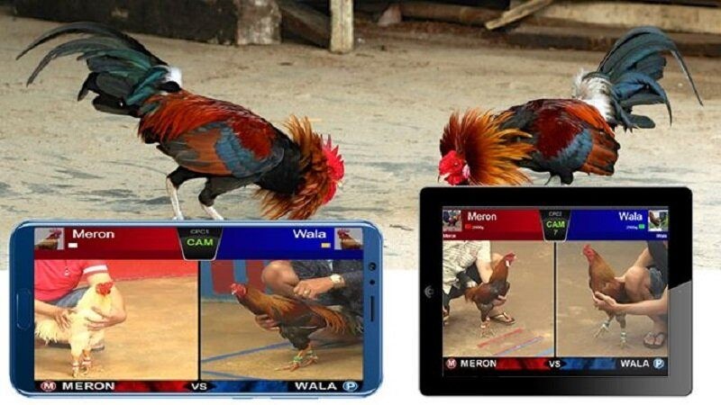 Đá gà cựa dao V9Bet